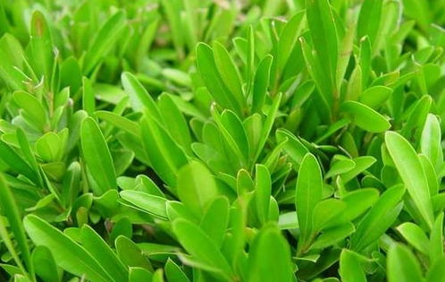 雀舌黄杨， 移栽有技巧