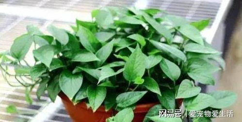 绿萝如何从枝叶稀疏到枝繁叶茂，实现爆盆效果