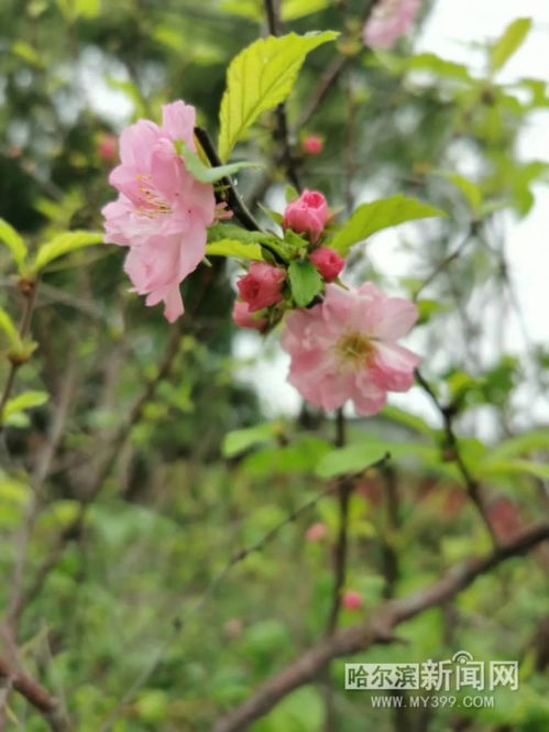 春天里蕞早开放的花儿是什么？