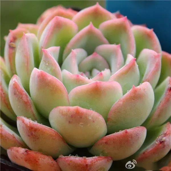 细观花形，莎莎女王与红边月影各有特色
