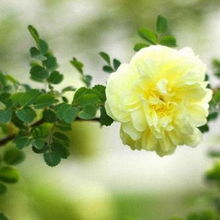 粉团蔷薇， 无刺中的佼佼者