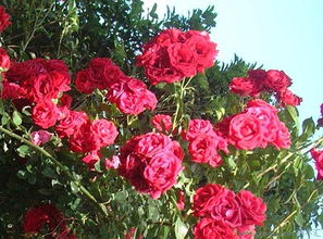 红蔷薇花的品种大盘点