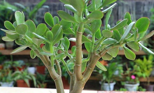 娥掌藤的施肥技巧