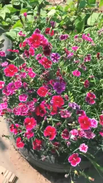 花卉生长过程中的水分管理