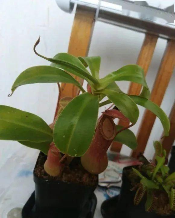 驱蚊植物养哪种？驱蚊效果最佳