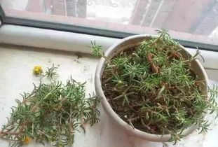 草本花播种，夏季开爆盆的秘密！