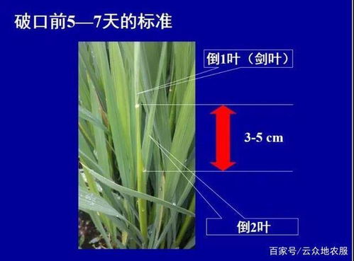 防治时间怎么掌握？