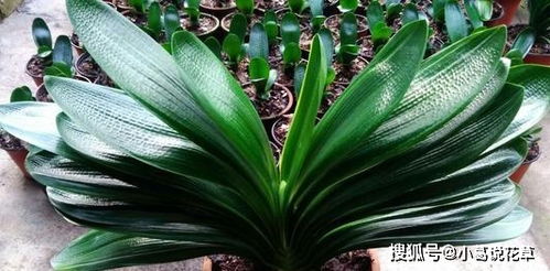 Q：冬天叶片起皱像老人皮肤？