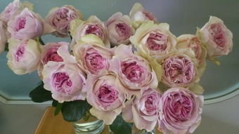 伊芙幻塔索斯月季：香气独特