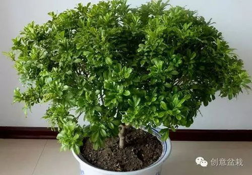 米兰花冬季养护要点有哪些？如何安全过冬