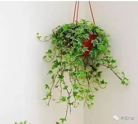 浇水，那可是常春藤的命脉