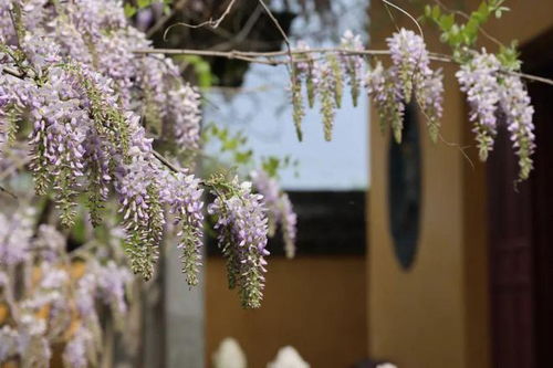 广东气候， 紫藤花儿的乐园