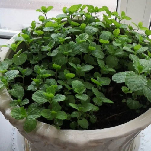 酢浆草剃头后不长，是修剪过度还是土壤营养不足？