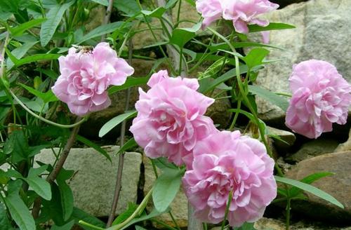 藤牡丹开花多且花期长的养护秘籍