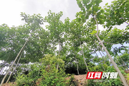 楸树摇钱树， 助力乡亲们致富