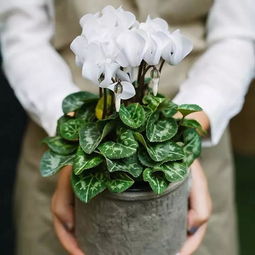 有机肥：天然营养来一套