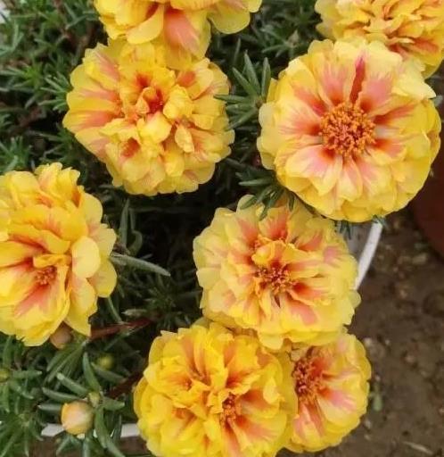 蓝花矢车菊种子如何播种？是直接撒土还是先催芽