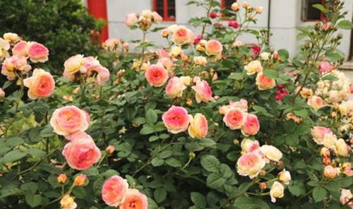 月季施肥，不Neng少哦！