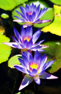 紫背花白天休息，为何选择此时沉默