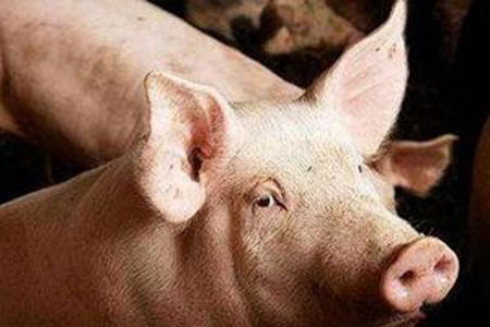 毛猪价格波动大，请问买只毛猪大概需要多少钱？