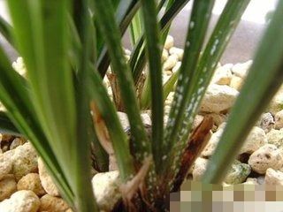 剪剪剪，剪掉花杆