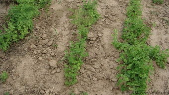 播种姿势，决定产量高低