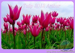 红荷兰花：探寻那抹火红之美