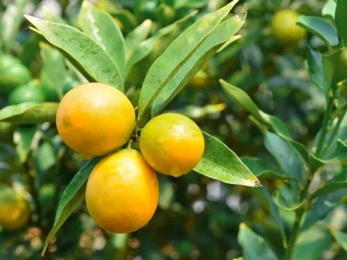 农药这东西， 得kan类型和间隔期