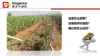 神奇农药Neng对付哪些作物的小麻烦呢？