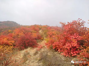 绛县紫家峪红叶观赏季，何时绽放最惊艳