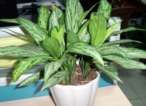 水竹芋， 植物界的变色龙