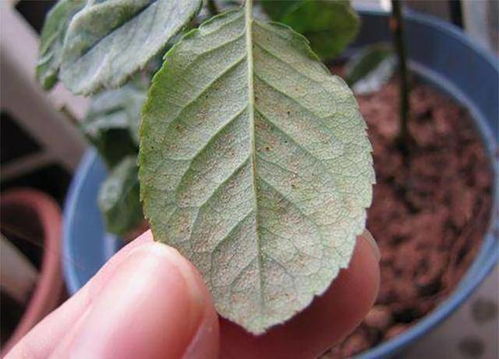 月季花红蜘蛛病图片中，这种红蜘蛛可以用杀虫气雾剂杀灭吗？