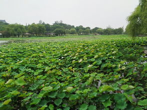 弯叶画眉草，形似画眉