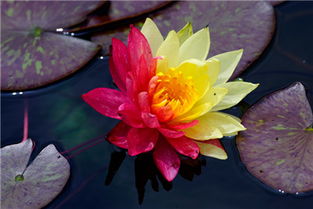 第四回：根茎大对比