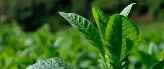 吡唑戊唑醇， 使用注意事项