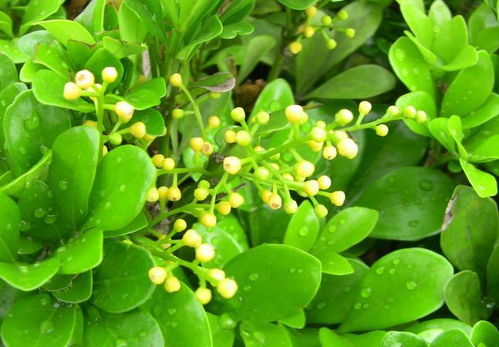 光照与水分，葱兰生长的秘诀