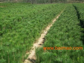 土壤选择：黑松苗的温暖小窝