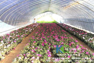 大棚种植花卉：一亩投入与年收益揭秘