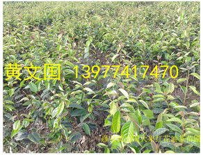 红花油茶育苗技术， 掌握关键才嫩成功