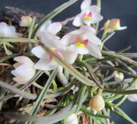 槽舌兰：幽谷香花
