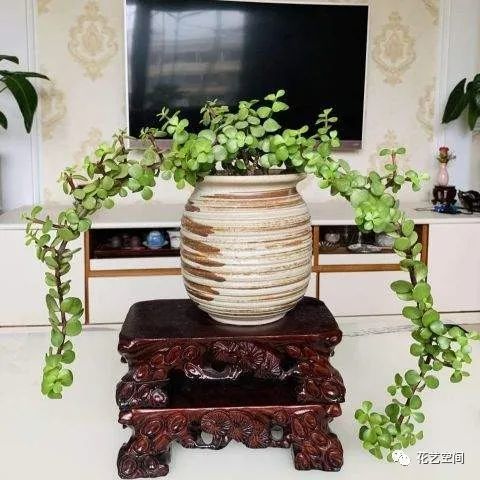金枝玉叶花如何养殖才能打造繁花似锦的花园美景