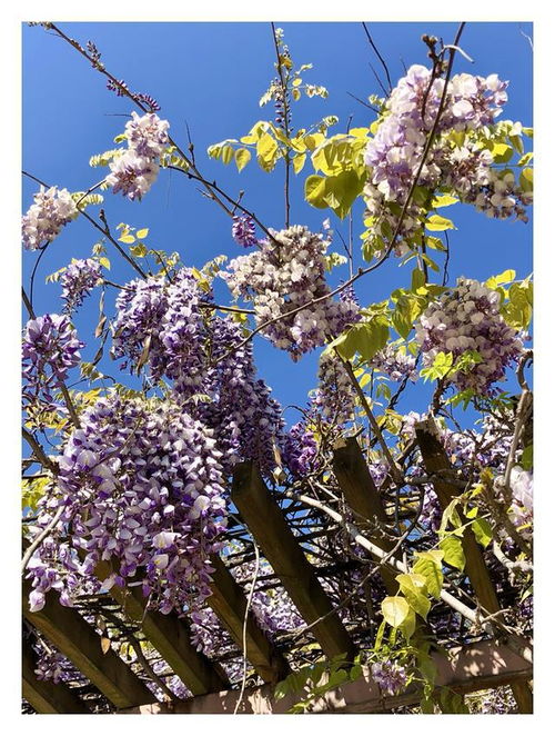 紫藤花：家里的吉祥使者