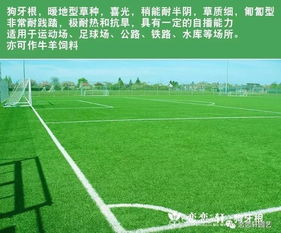 庭院球场草皮选择指南：南北气候差异大，怎么选嗯？