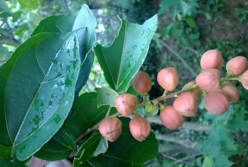 一、 草药花生根提取物了解一下