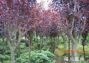 二、 紫红色园林灌木品种介绍