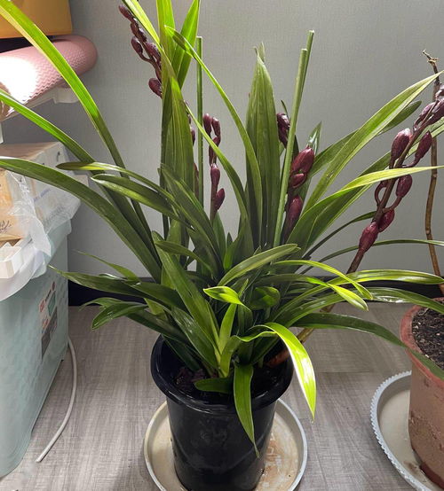 秋季大花蕙兰如何浇水？保持土壤湿润是关键吗