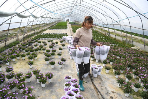 现代花卉种植的高效经营策略：揭秘池塘养鱼的生产特点