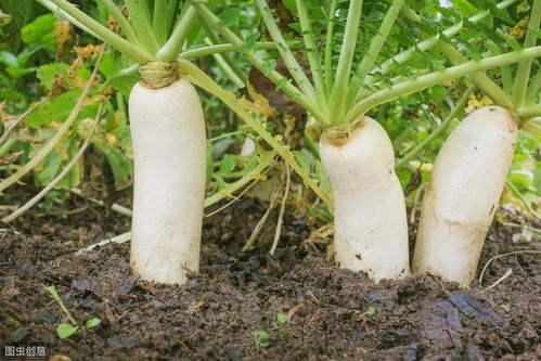 “油麦菜种植技术有哪些要点？不同季节的种植时间如何安排