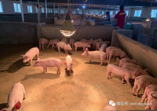 打造月出栏百头肥猪示范养殖基地