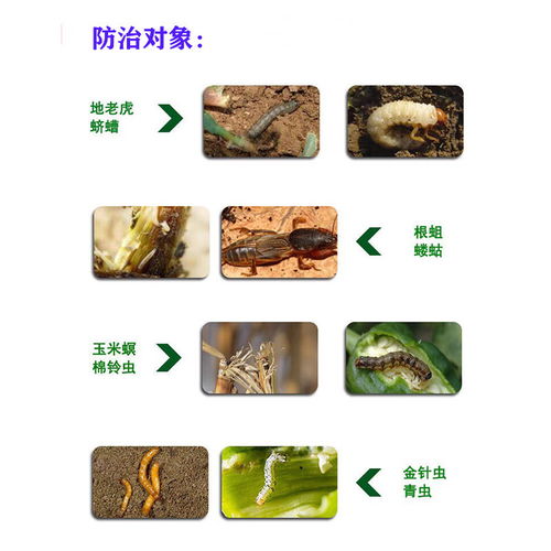 地下害虫：不仅仅是蝼蛄